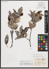 Foto von Salix appendiculata Vill.